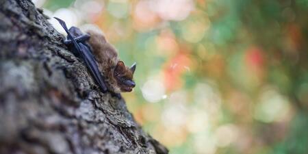 photo of a bat on a tree