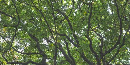 photo of a tree's branches